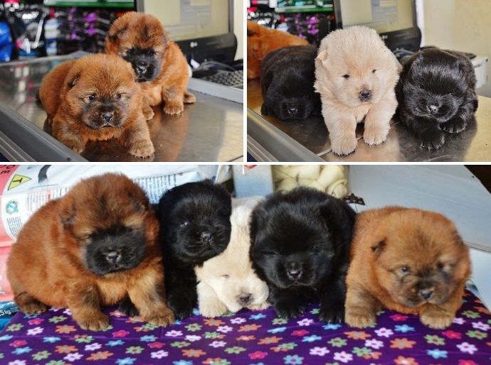 Filhotes de Chow-Chow, excelente linhagem - em at&eacute; 5 x no Cart&atilde;o. Pronto pra entrega - Foto:  Jos&eacute; Ant&ocirc;nio de Andrade/Jornal da Nova
